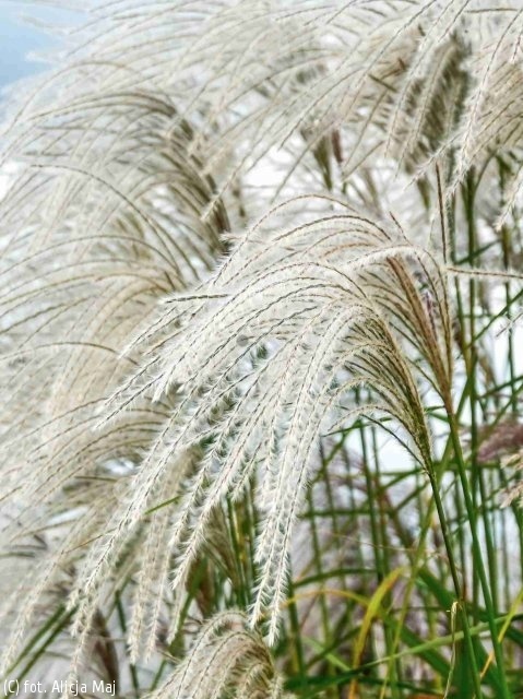 Trawa ozdobna Misant Heron Miscanthus sinensis