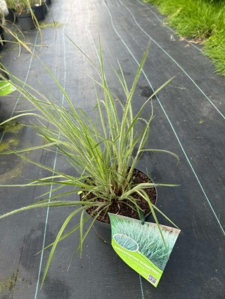 Trawa ozdobna Palczatka miotlasta Ha Ha Tonka Schizachyrium scoparium