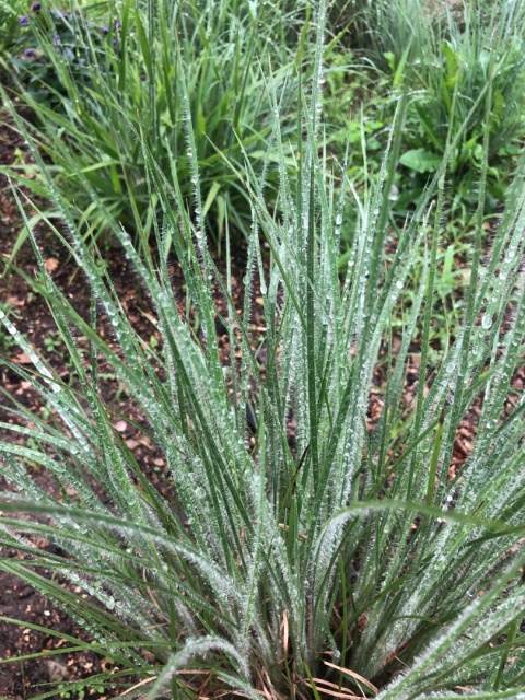Trawa ozdobna Palczatka miotlasta Ha Ha Tonka Schizachyrium scoparium