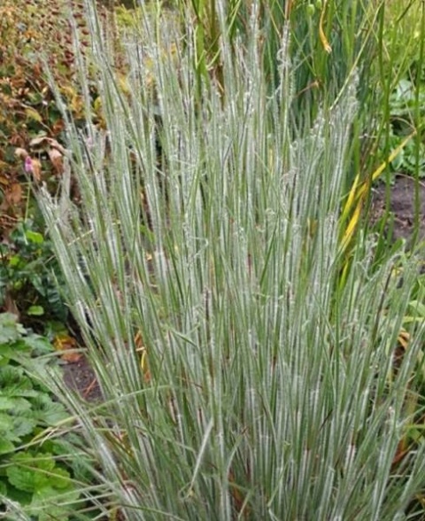 Trawa ozdobna Palczatka miotlasta Ha Ha Tonka Schizachyrium scoparium
