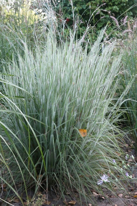 Trawa ozdobna Palczatka miotlasta Ha Ha Tonka Schizachyrium scoparium