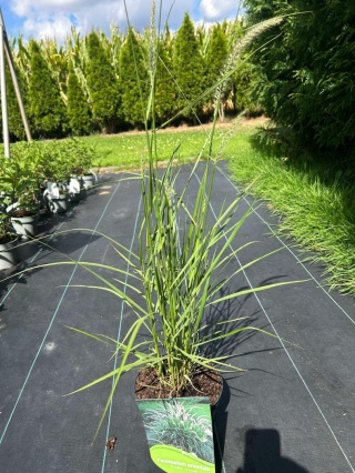 Trawa ozdobna Rosplenica Fairy Tails Pennisetum orientale