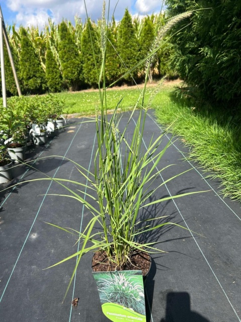 Trawa ozdobna Rosplenica Fairy Tails Pennisetum orientale