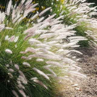 Trawa ozdobna Rosplenica Fairy Tails Pennisetum orientale