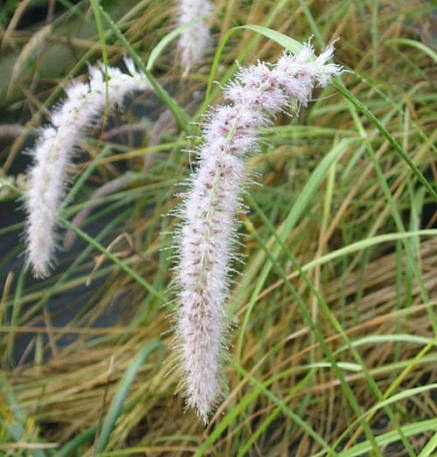 Trawa ozdobna Rosplenica Fairy Tails Pennisetum orientale