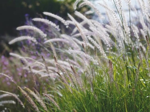 Trawa ozdobna Rosplenica Fairy Tails Pennisetum orientale