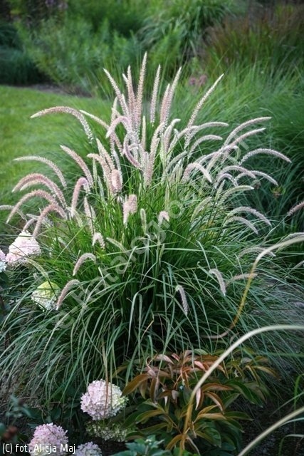 Trawa ozdobna Rosplenica Fairy Tails Pennisetum orientale