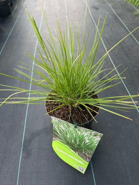 Trawa ozdobna Sesleria autumnalis