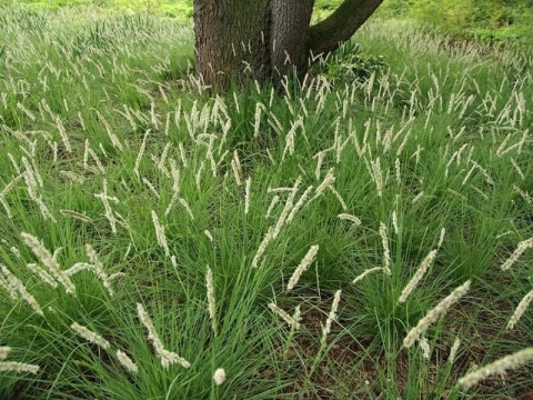 Trawa ozdobna Sesleria autumnalis
