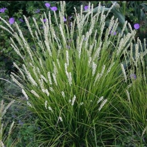 Trawa ozdobna Sesleria autumnalis
