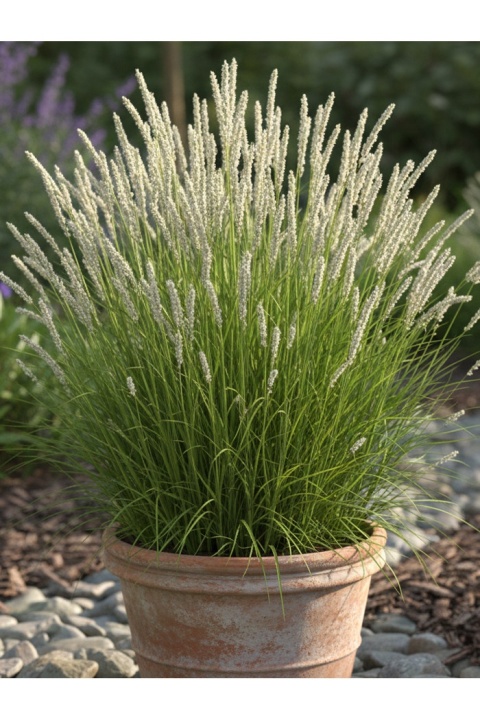 Trawa ozdobna Sesleria autumnalis