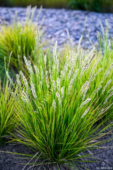 Trawa ozdobna Sesleria autumnalis