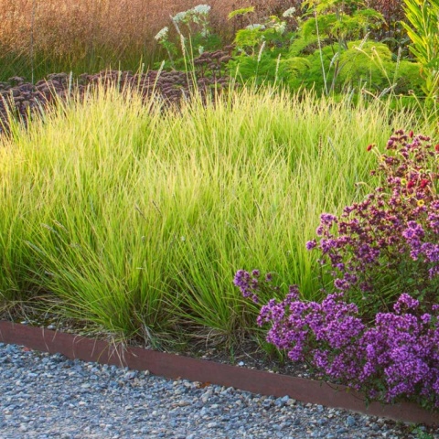 Trawa ozdobna Sesleria autumnalis