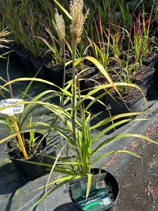 Trawa ozdobna Miskant Piccolo Rubino Miscanthus sinensis