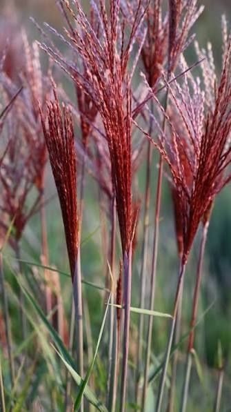 Trawa ozdobna Miskant Piccolo Rubino Miscanthus sinensis