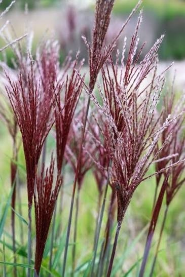 Trawa ozdobna Miskant Piccolo Rubino Miscanthus sinensis