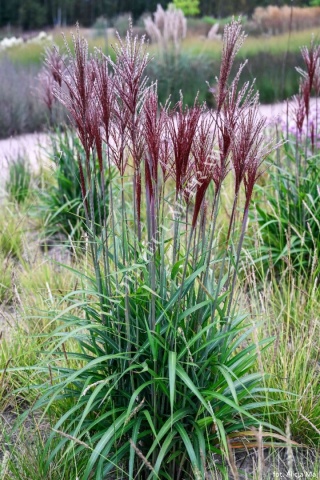 Trawa ozdobna Miskant Piccolo Rubino Miscanthus sinensis