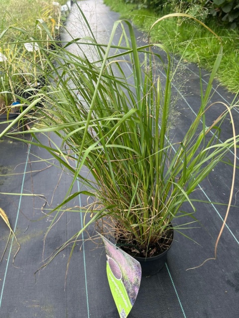 Trawa ozdobna Miłka włosista Bend Eragrostis trichodes