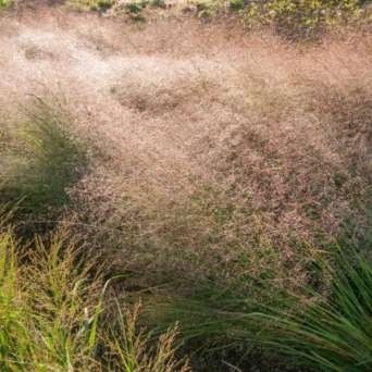 Trawa ozdobna Miłka włosista Bend Eragrostis trichodes