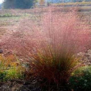 Trawa ozdobna Miłka włosista Bend Eragrostis trichodes