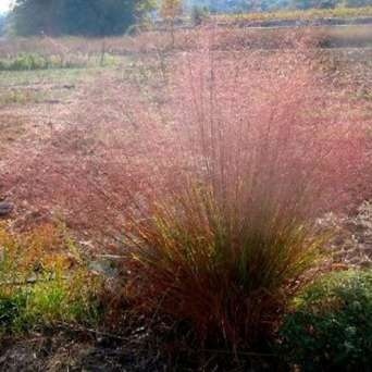 Trawa ozdobna Miłka włosista Bend Eragrostis trichodes
