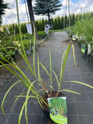 Trawa ozdobna Miskant Golded Tower Miscanthus giganteus