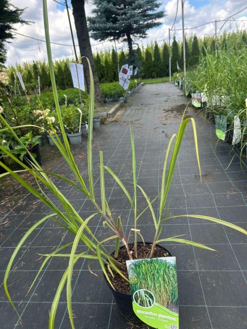 Trawa ozdobna Miskant Golded Tower Miscanthus giganteus