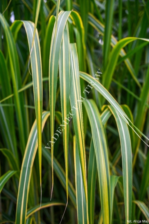 Trawa ozdobna Miskant Golded Tower Miscanthus giganteus
