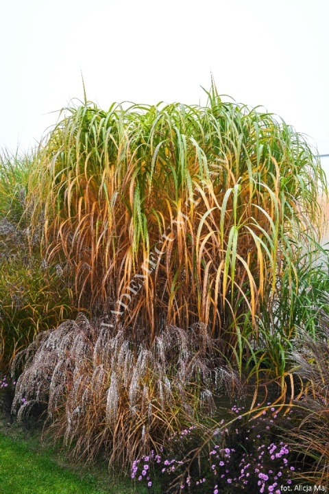 Trawa ozdobna Miskant Golded Tower Miscanthus giganteus