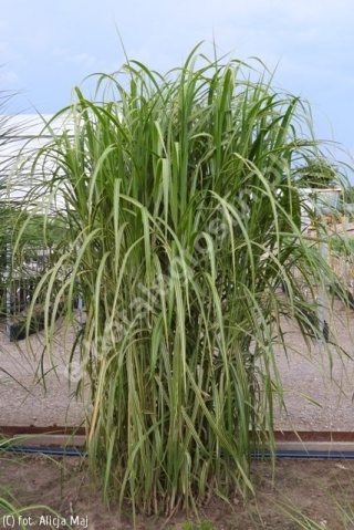 Trawa ozdobna Miskant Golded Tower Miscanthus giganteus