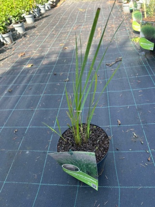 Trawa ozdobna Trzcinnik ostrokwiatowy Karl Foerster Calamagrostis acutifolia