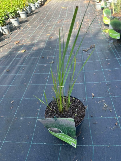 Trawa ozdobna Trzcinnik ostrokwiatowy Karl Foerster Calamagrostis acutifolia