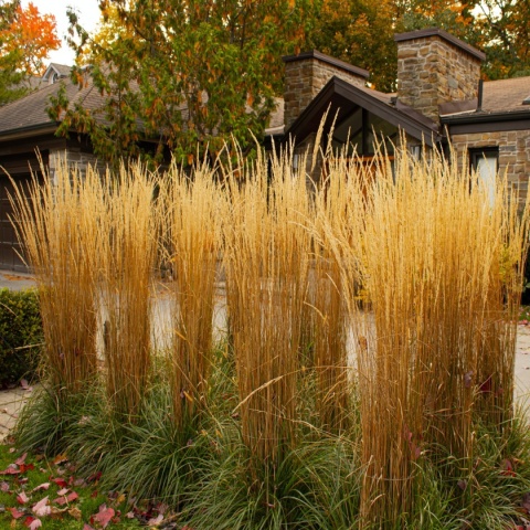 Trawa ozdobna Trzcinnik ostrokwiatowy Karl Foerster Calamagrostis acutifolia