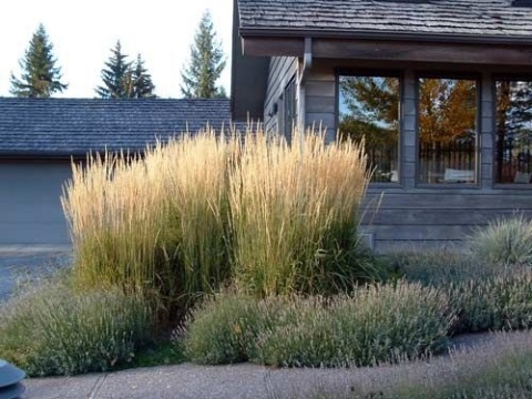 Trawa ozdobna Trzcinnik ostrokwiatowy Karl Foerster Calamagrostis acutifolia