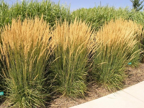 Trawa ozdobna Trzcinnik ostrokwiatowy Karl Foerster Calamagrostis acutifolia
