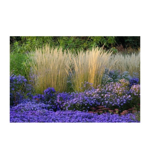 Trawa ozdobna Trzcinnik ostrokwiatowy Karl Foerster Calamagrostis acutifolia