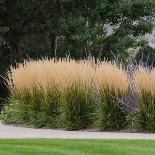 Trawa ozdobna Trzcinnik ostrokwiatowy Karl Foerster Calamagrostis acutifolia