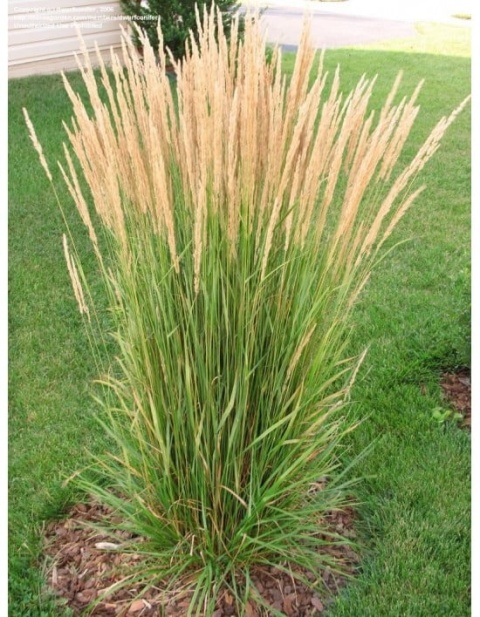 Trawa ozdobna Trzcinnik ostrokwiatowy Karl Foerster Calamagrostis acutifolia