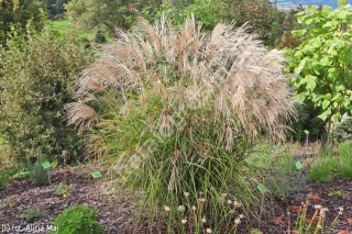 Trawa ozdobna Miskant Cezar Miscanthus sinensis