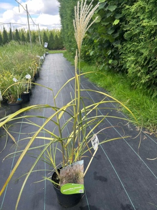 Trawa ozdobna Miskant Cezar Miscanthus sinensis