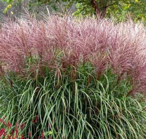 Trawa ozdobna Miskant Blutenwunder Miscanthus sinensis