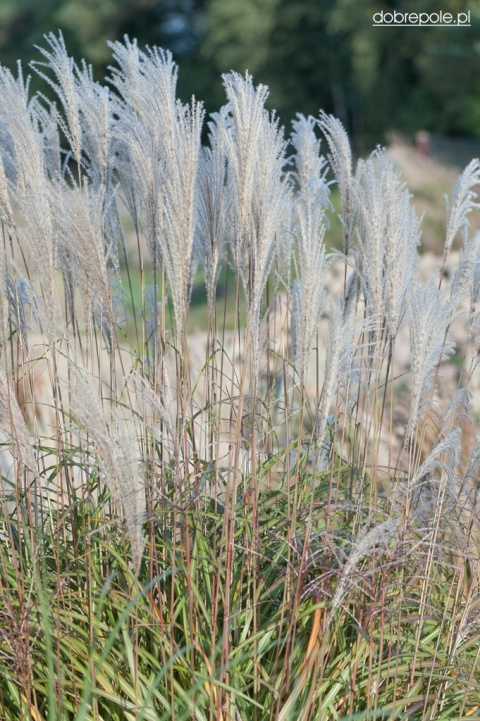 Trawa ozdobna Miskant Blutenwunder Miscanthus sinensis