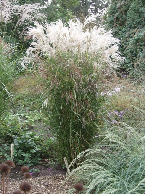 Trawa ozdobna Miskant Blutenwunder Miscanthus sinensis