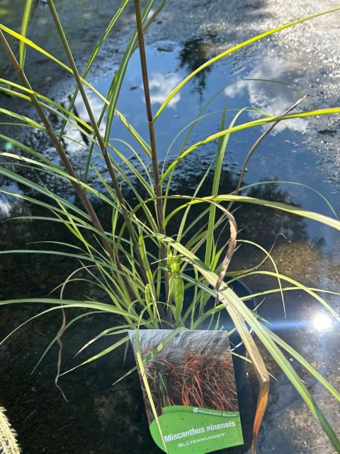 Trawa ozdobna Miskant Blutenwunder Miscanthus sinensis