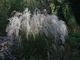 Trawa ozdobna Miskant Champagner Miscanthus sinensis