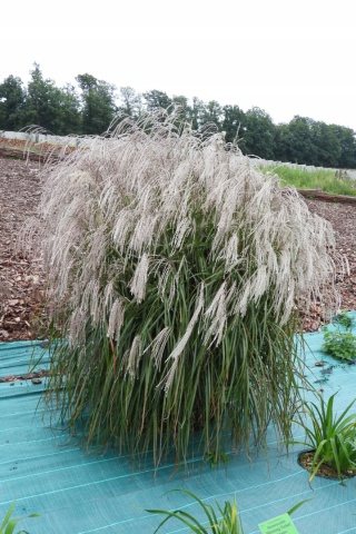Trawa ozdobna Miskant Champagner Miscanthus sinensis