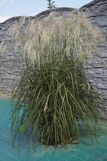 Trawa ozdobna Miskant Champagner Miscanthus sinensis
