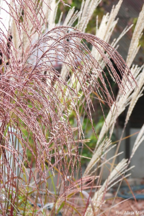 Trawa ozdobna Miskant Champagner Miscanthus sinensis