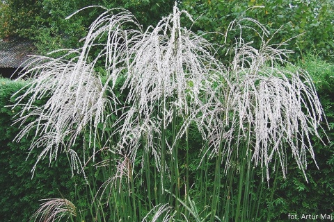 Trawa ozdobna Miskant Champagner Miscanthus sinensis