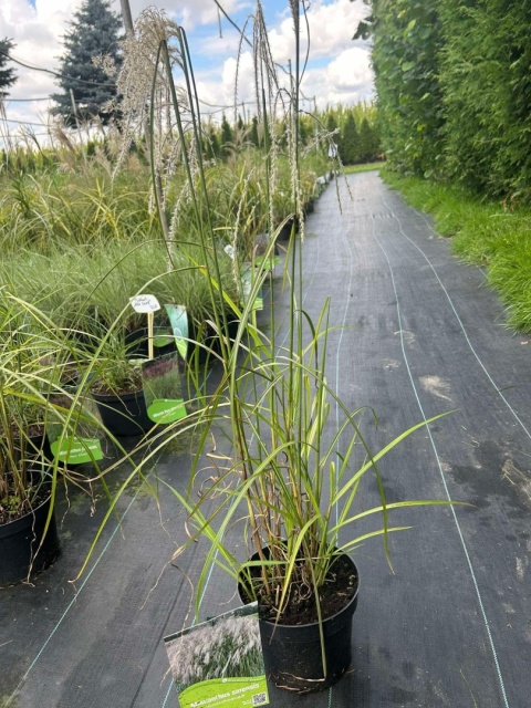 Trawa ozdobna Miskant Champagner Miscanthus sinensis